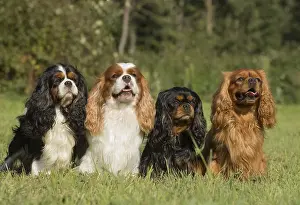 080917: Four Cavalier King Charles Spaniel Dogs outdoors