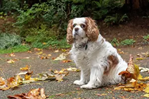 Released: Cavalier King Charles Spaniel, on her driveway in