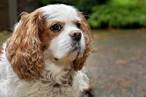 Released: Cavalier King Charles Spaniel, on her driveway in