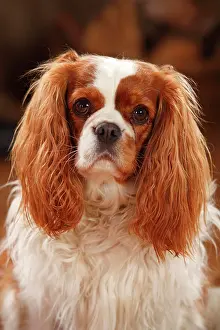 Blenheim: Cavalier King Charles Spaniel, female, Blenheim