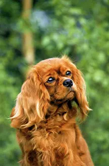 Cavalier: Cavalier King Charles Spaniel, France