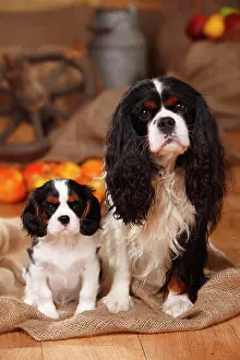 Cosy: Cavalier King Charles Spaniel, male, 4 years, with