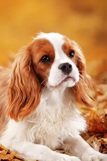 Blenheim: Cavalier King Charles Spaniel, male, Blenheim, white-brown