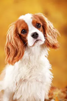Cavalier: Cavalier King Charles Spaniel, male, Blenheim, white-brown