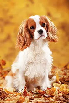 Cavalier: Cavalier King Charles Spaniel, male, Blenheim, white-brown