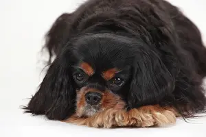 Cavalier: Cavalier King Charles Spaniel, male, black-and-tan
