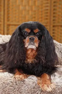 Cavalier: Cavalier King Charles Spaniel, male, black-and-tan