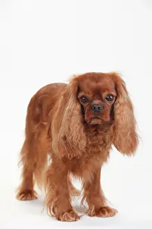Cavalier: Cavalier King Charles Spaniel, male, ruby, 5 years