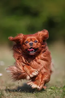 Pant: Cavalier-King-Charles-Spaniel, male, ruby, running