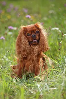 Wildli: Cavalier-King-Charles-Spaniel, male, ruby, sitting
