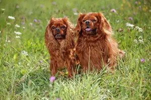 Pant: Cavalier-King-Charles-Spaniel, two males, ruby