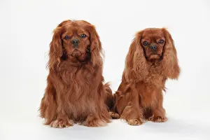 Cavalier: Cavalier King Charles Spaniel, two males, ruby