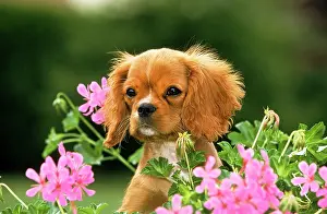 Geranium: Cavalier King Charles Spaniel, Pup and Geranium