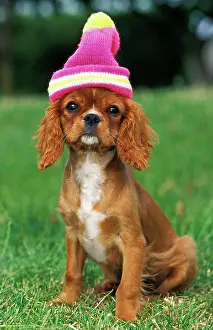 Ready: CAVALIER KING CHARLES SPANIEL, PUP READY TO WINTER