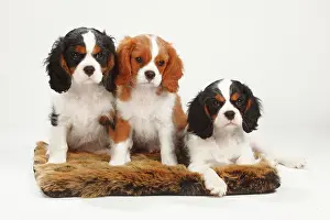 Blenheim: Cavalier King Charles Spaniel, puppies, 10 weeks