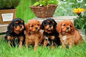 Pedigre: Cavalier King Charles Spaniel, four puppies, black-and-tan