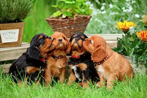 Sniff: Cavalier King Charles Spaniel, four puppies, black-and-tan
