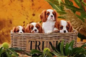 Cavalier: Cavalier King Charles Spaniel, four puppies in a