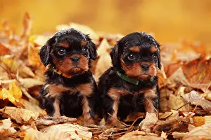 Cavalier: Cavalier King Charles Spaniel, two puppies, black-and-tan