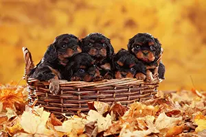 Crowded: Cavalier King Charles Spaniel, puppies, black-and-tan