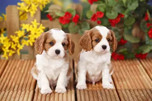 Week: Cavalier King Charles Spaniel, puppies, Blenheim, 6 weeks