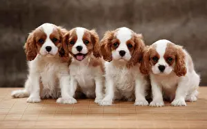 Blenheim: Cavalier King Charles Spaniel, four puppies, Blenheim