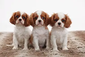 Blenheim: Cavalier King Charles Spaniel, three puppies, Blenheim