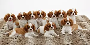 Blenheim: Cavalier King Charles Spaniel, ten puppies, Blenheim