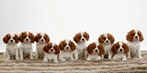 Blenheim: Cavalier King Charles Spaniel, ten puppies, Blenheim