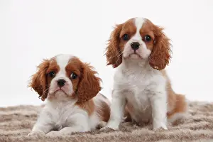 Carpet: Cavalier King Charles Spaniel, two puppies, Blenheim