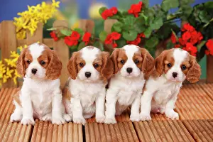 Blenheim: Cavalier King Charles Spaniel, puppies, Blenheim