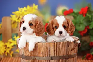 Container: Cavalier King Charles Spaniel, two puppies, Blenheim