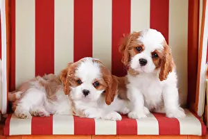 Blenheim: Cavalier King Charles Spaniel, two puppies, Blenheim