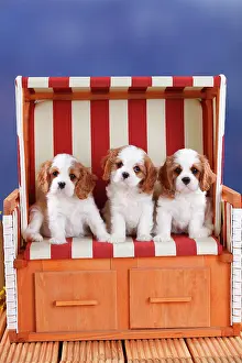Blenheim: Cavalier King Charles Spaniel, three puppies, Blenheim