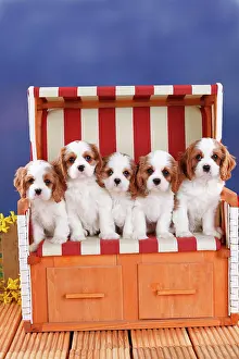 Blenheim: Cavalier King Charles Spaniel, puppies, Blenheim