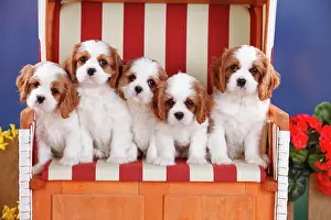 Blenheim: Cavalier King Charles Spaniel, puppies, Blenheim