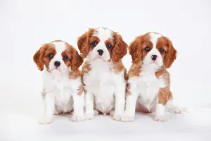 Blenheim: Cavalier King Charles Spaniel, puppies, Blenheim