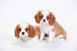 Blenheim: Cavalier King Charles Spaniel, puppies, Blenheim