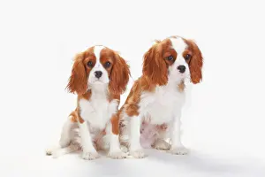 Cavalier: Cavalier King Charles Spaniel, puppies, Blenheim
