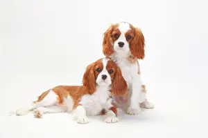 Cavalier: Cavalier King Charles Spaniel, puppies, Blenheim