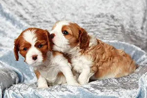 Week: Cavalier King Charles Spaniel, Puppies, Blenheim