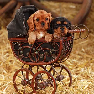 Pram: Cavalier King Charles Spaniel, two puppies, ruby