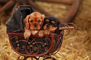 Pram: Cavalier King Charles Spaniel, two puppies, ruby