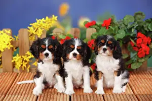 Photograp: Cavalier King Charles Spaniel, three puppies sitting