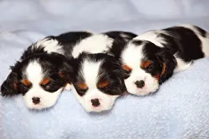 Ceiling: Cavalier King Charles Spaniel, puppies, tricolour