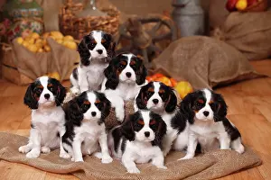 Tricolour: Cavalier King Charles Spaniel, six puppies, tricolour