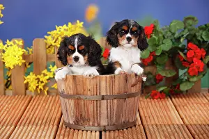 Container: Cavalier King Charles Spaniel, two puppies, tricolour