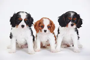 Tricolour: Cavalier King Charles Spaniel, puppies, tricolour