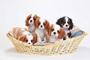 Tricolour: Cavalier King Charles Spaniel, puppies, tricolour