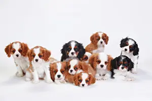 Tricolour: Cavalier King Charles Spaniel, puppies, tricolour